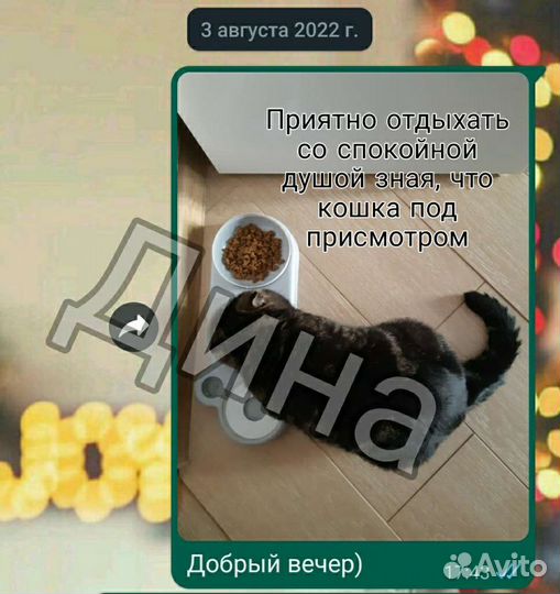 Присмотрю за питомцем