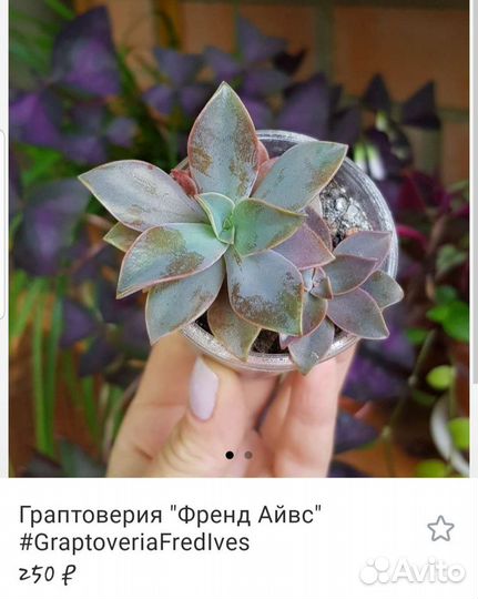 Кактусы и суккуленты