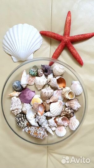 Морские ракушки