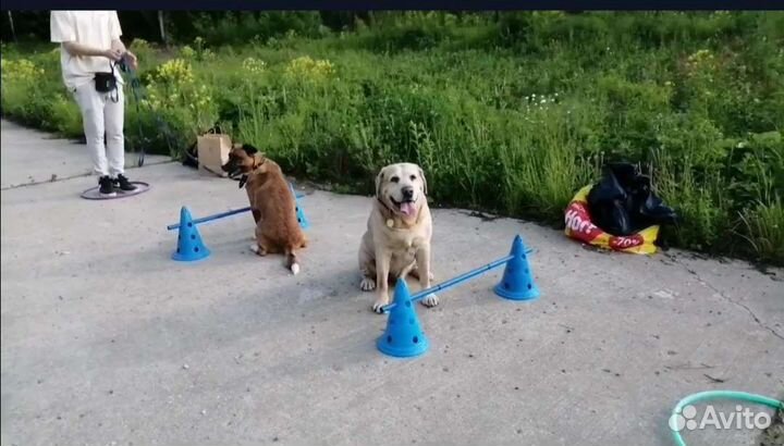 Кинолог/воспитание собак/дрессировка собак