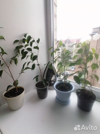 Фикус бенджамина