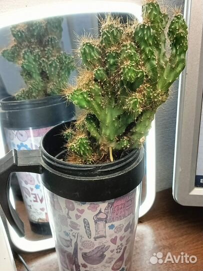 Кактус Цереус перуанский