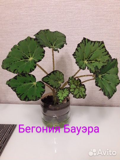 Продам цветы комнатные