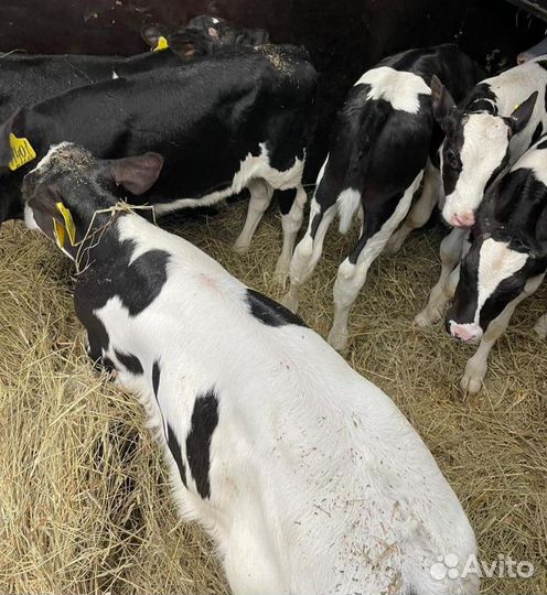 Ч Телята бычки и тёлки