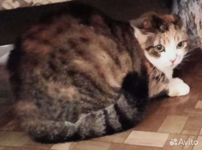 Кошка в дар