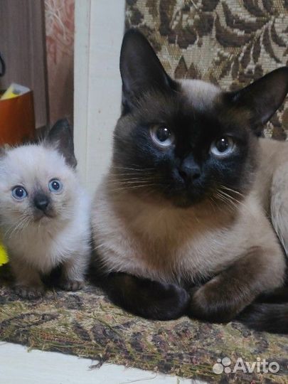 Тайские котята