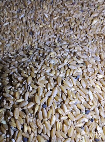 Пшеница в мешках