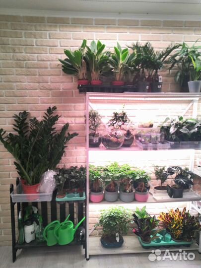 Комнатные растения цветы озеленение