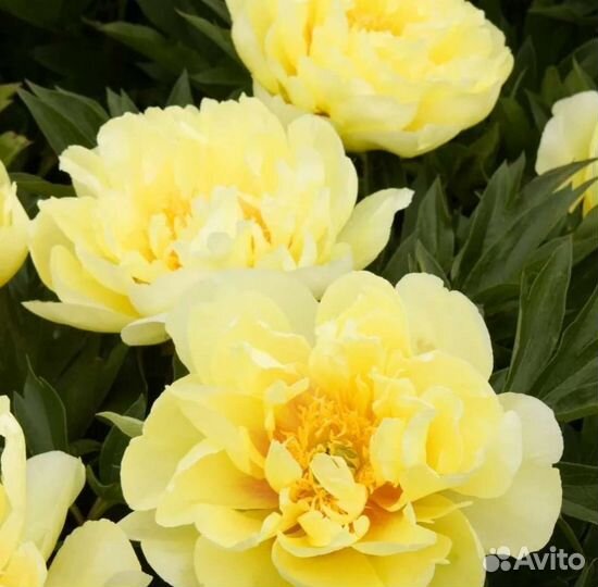 Пион бартзелла