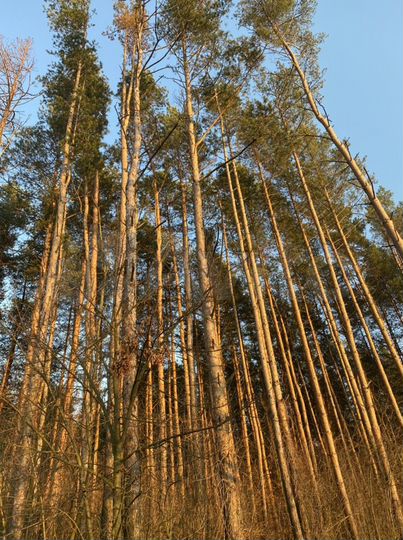 Дача 40 м² на участке 8 сот.