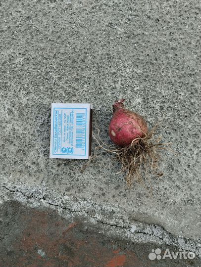 Луковицы дикого гиацинта