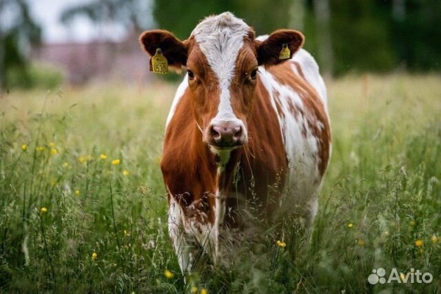 Корова телка