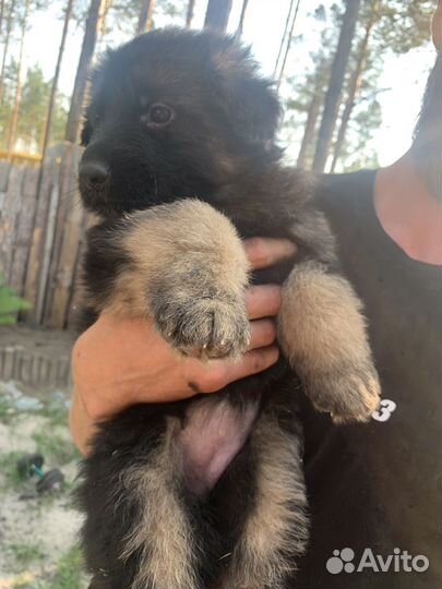 Чистокровные щенки Немецкой овчарки