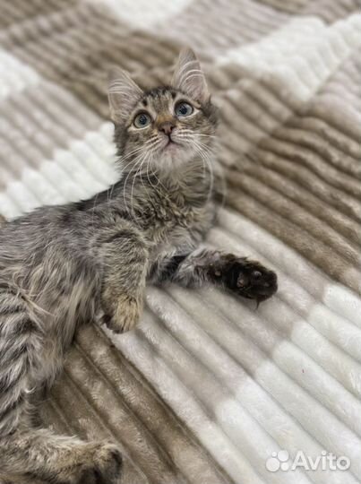 Кузя в добрые руки