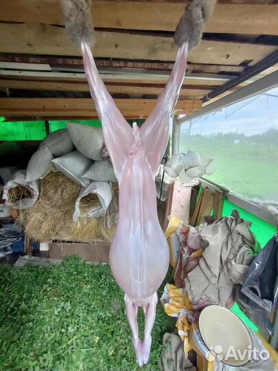 Мясо кролика