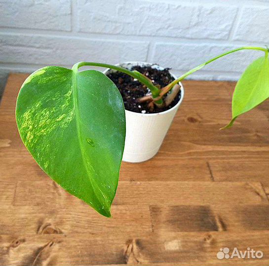 Монстера Еллоу Сплеш