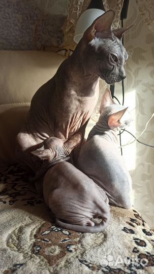 Донской сфинкс котята