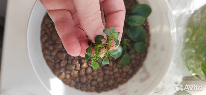 Сальвиния/Анубиас для аквариума