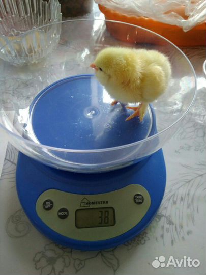 Цыплята породные