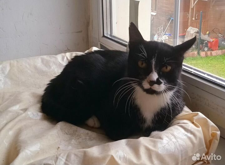 Кошка, стерилизованная