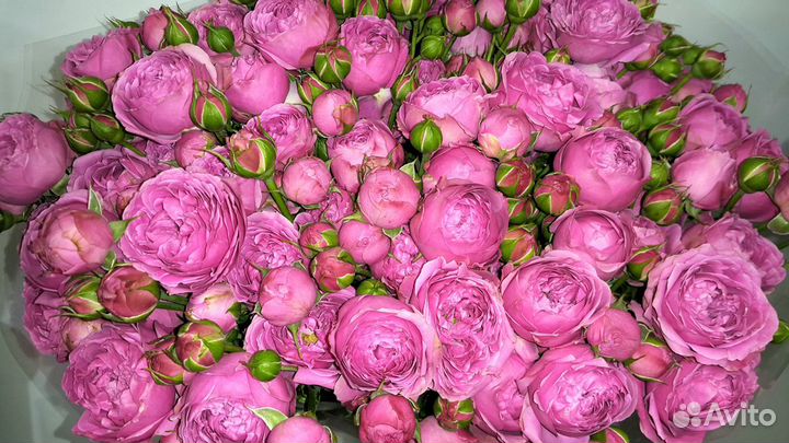 Букеты из Пионовидных и Кустовых Роз