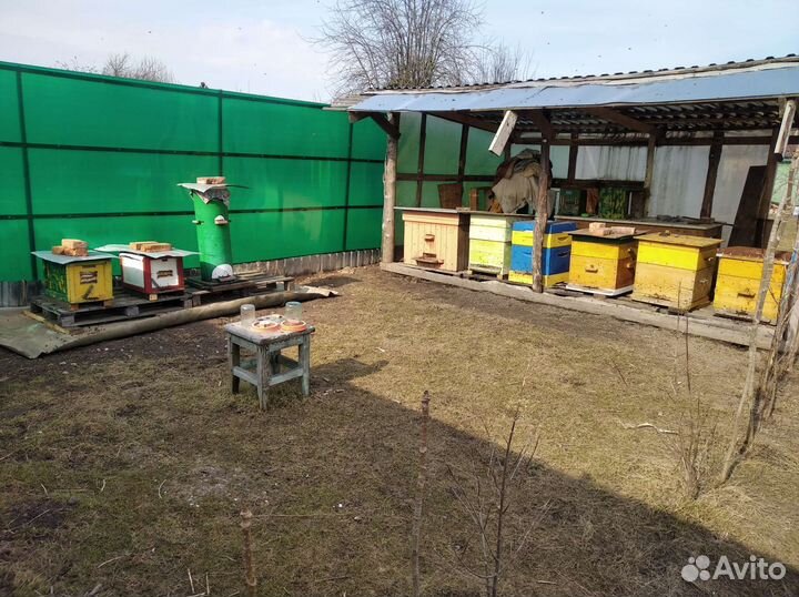 Пчелы и улья