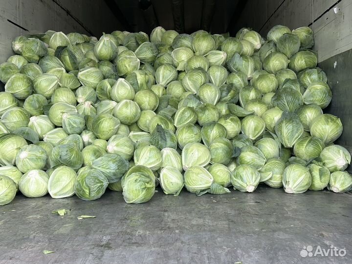 Капуста оптом