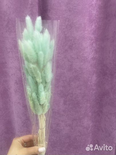 Сухоцветы лагурус