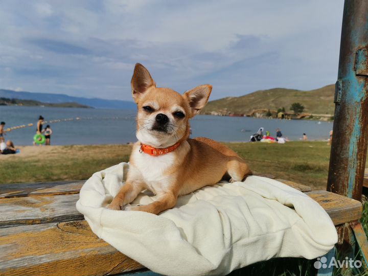 Щенки чихуахуа мини девочки