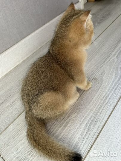 Британская золотая шиншилла девочка