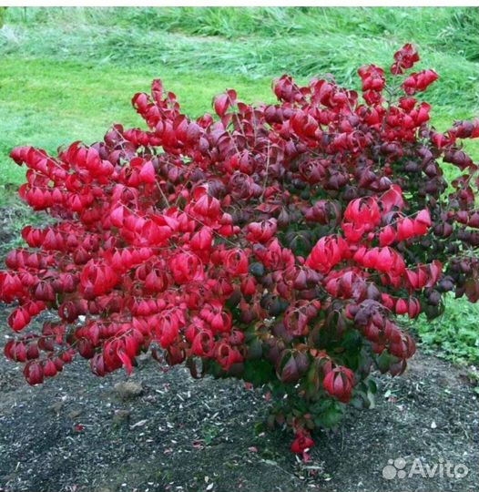 Бересклет крылатый компактус