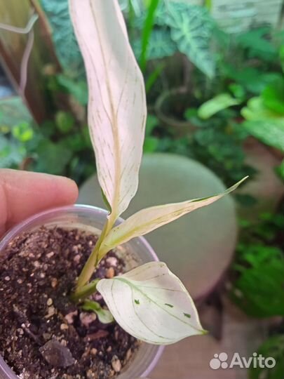 Комнатные цветы