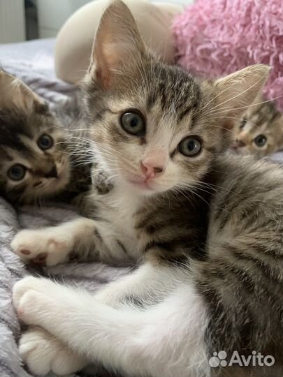 Девочки и мальчики