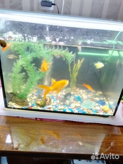 Аквариум с рыбками