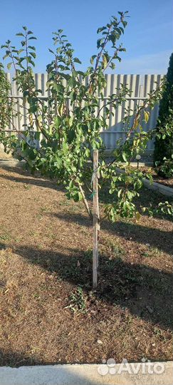 Дерево чернослив