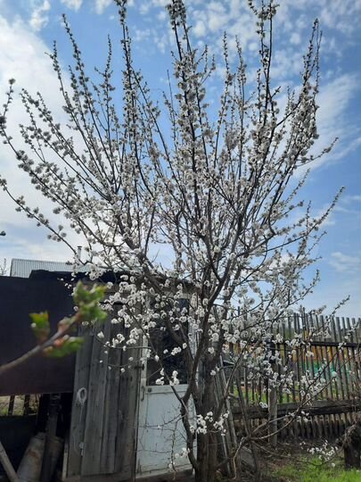 Дача 20 м² на участке 6 сот.