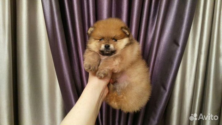 Щенки шпица