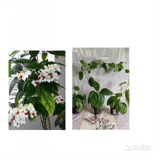 Клеродендрум томпсон