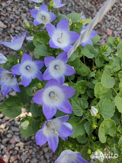 Кампанула (невеста, жених, любовник)