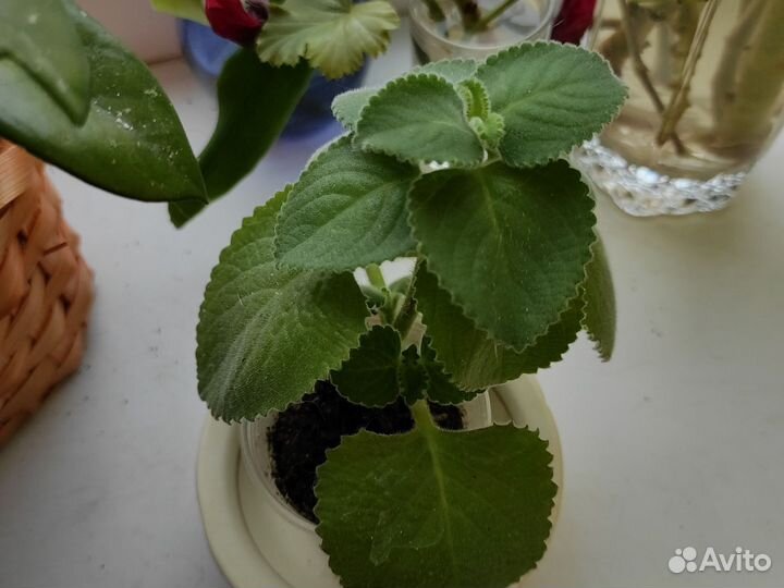 Комнатная мята