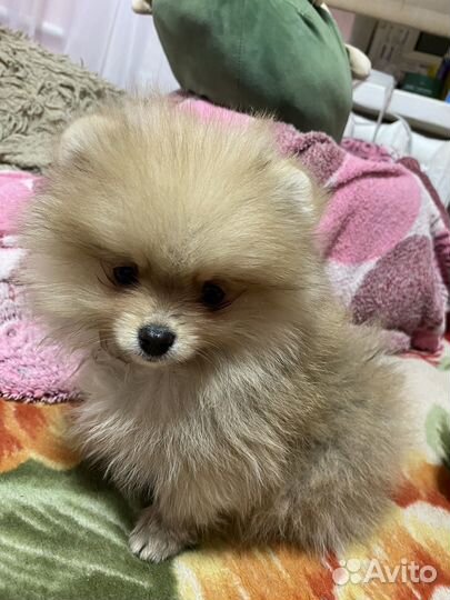 Померанский шпиц вязка