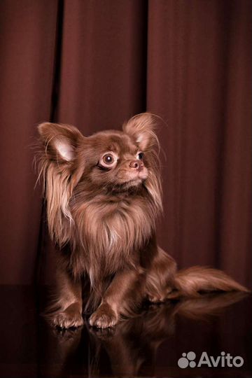 Вязка чихуахуа