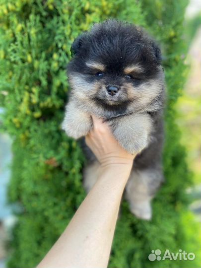 Щенки шпица