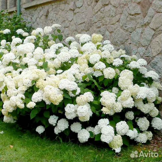 Гортензия метельчатая разных сортов