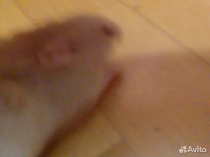 Сирийский хомячок