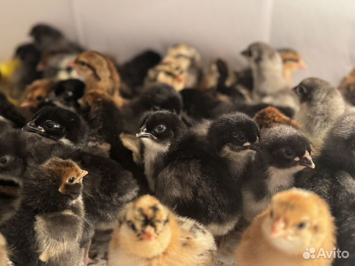 Цыплята с цветными яйцами