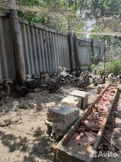 Башкирская утка продажа или обмен на коз козлят