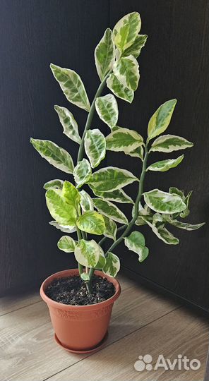 Цветок педилантус