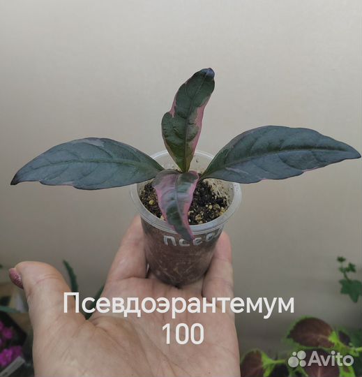 Комнатные растения