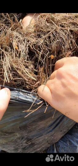 В наличии Хвойный опад